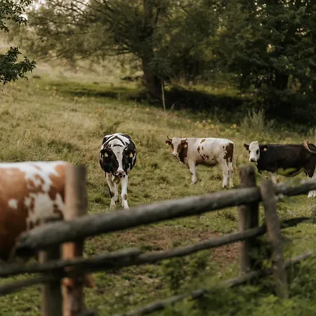 Шале Bohema Sierpnica